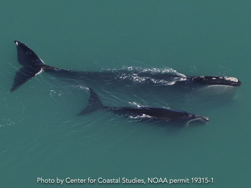 North Atlantic right whales breaching