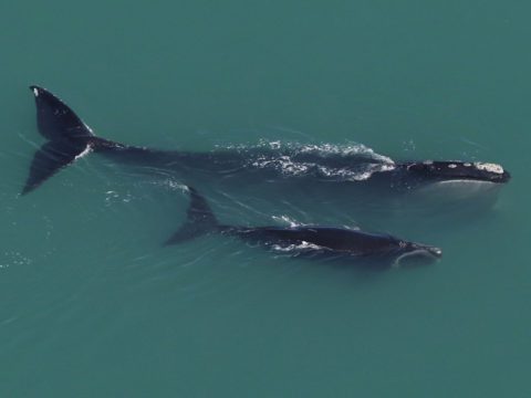 overhead view of a whale and her calf swimming side by side