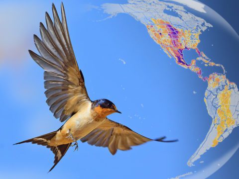 montage: closeup of a Barn Swallow in flight against a map projection of the Americas, with the swallow