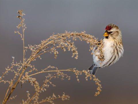 a tiny brown bird with a red cap hangs from the end of a dry plant
