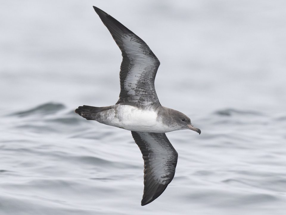 Pink-footed Shearwater flying over the ocean.
