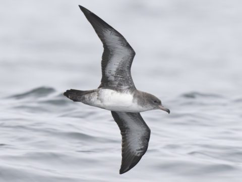 a gray and white seabird flies low over calm gray waves
