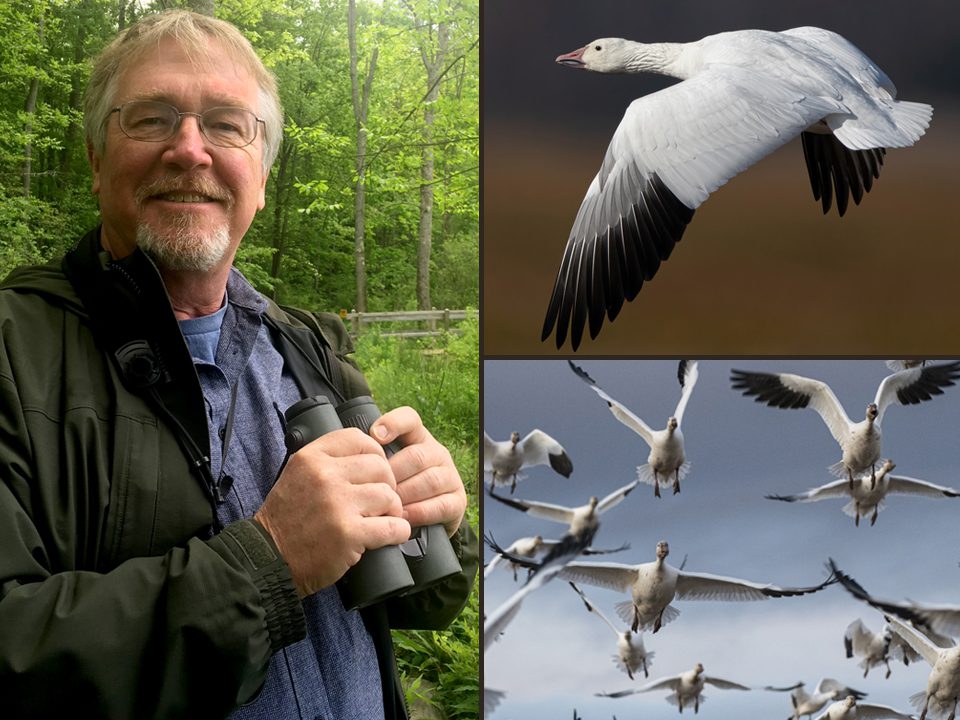 Photo of Kevin McGowan holding binoculars to the left of photos of birds in flight.