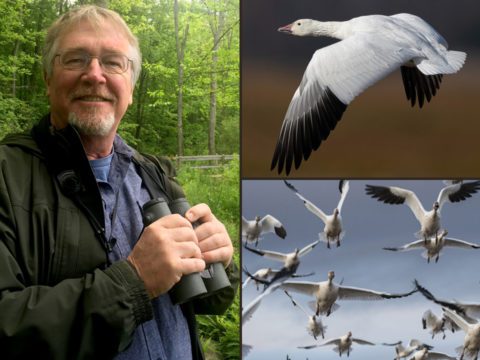 three images: a smiling man holding binoculars; a flying goose with white and black wings; a flock of white geese flying toward the viewer