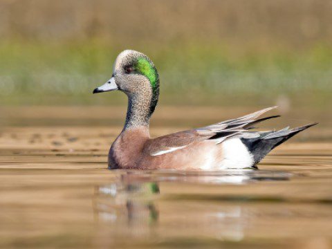 American Wigeon swimming