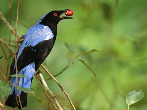 tap to read story about extinction risk in unusual birds