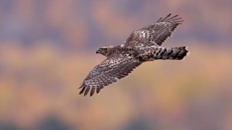 click to see story about goshawk population cycles