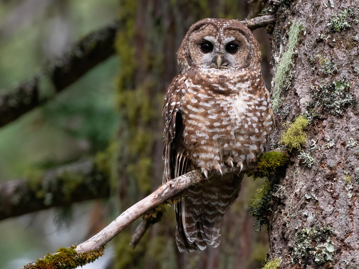 an owl sits on a mossy branch
