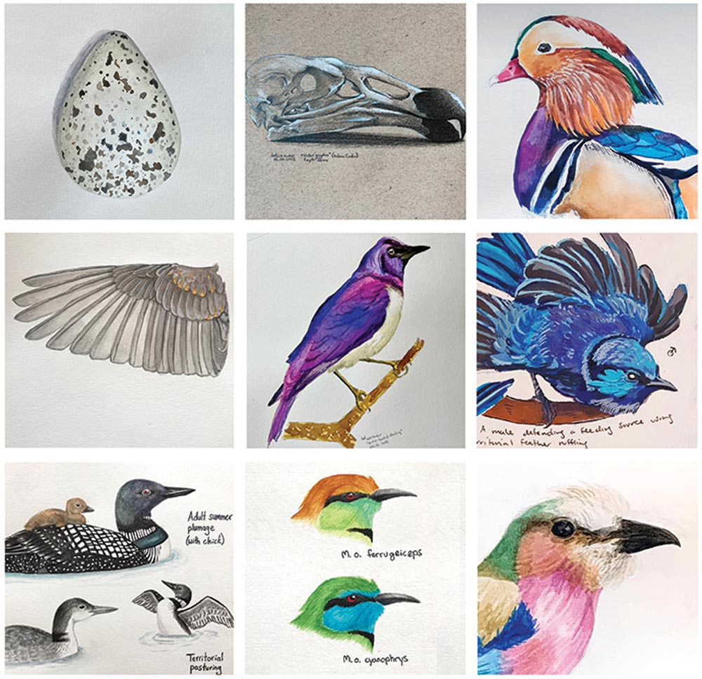 nine paintings of birds, an egg, a  spread wing, and a bird skull