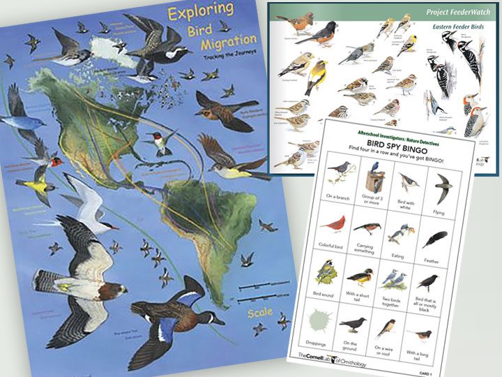 Image of a bird ID poster, bird bingo cards and a bird migration poster--part of the K-12 Discover Birds kit.
