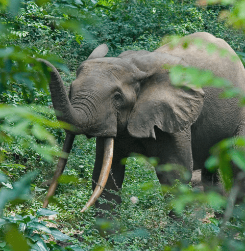 Forest elephant standing in foliage.