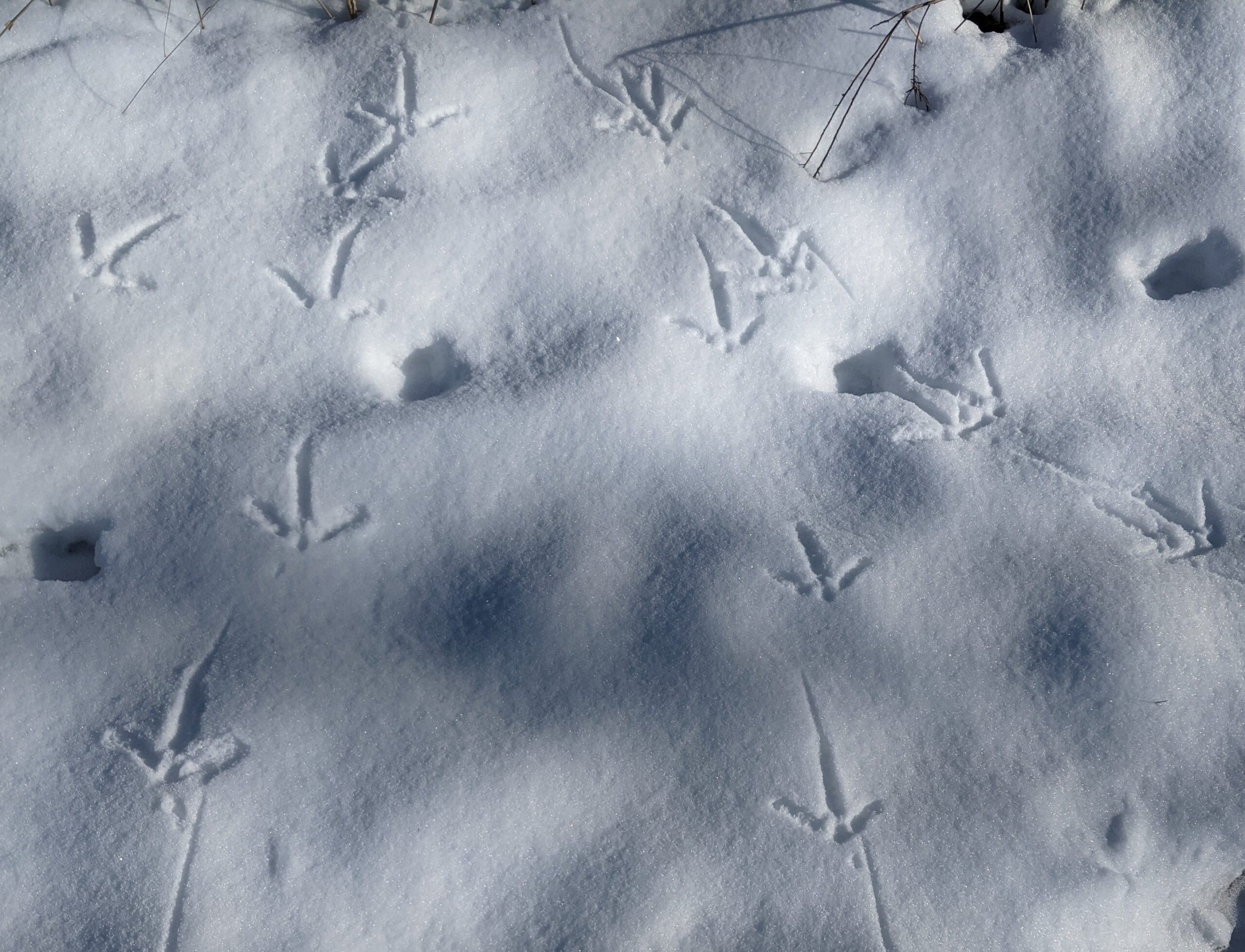 Wild Turkey tracks in the snow.