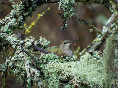 Female hummingbird sits hidden on her lichen covered nest