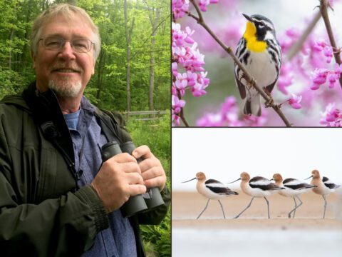 Collage image with photos of Kevin McGowan, warbler on branch and shorebirds on beach