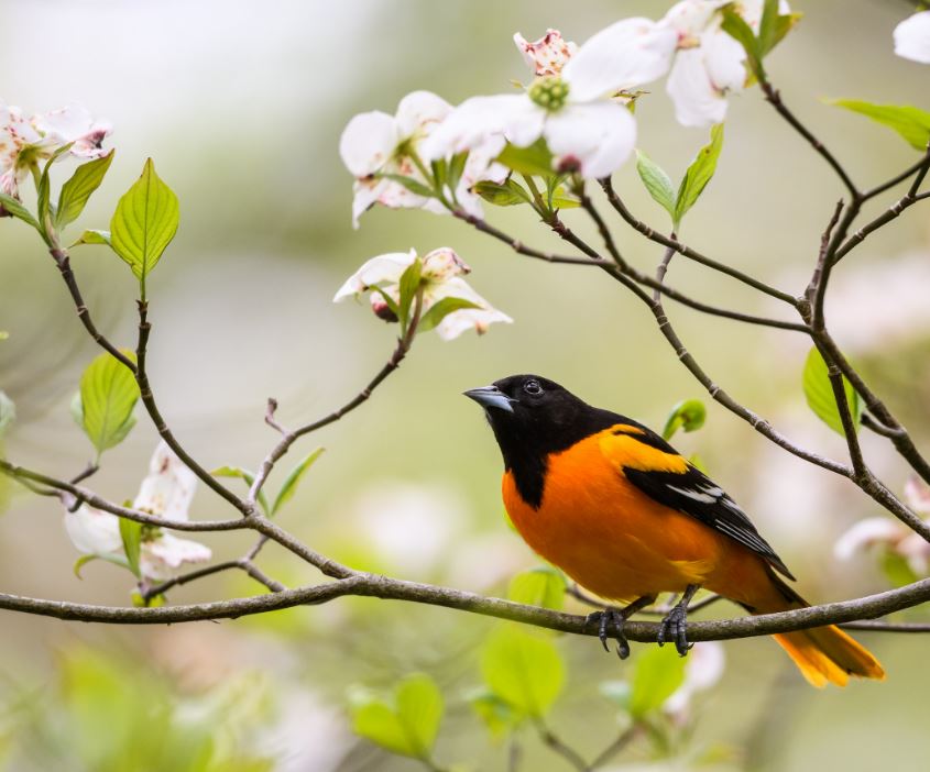 Male Baltimore Oriole perched on flowering tree branch