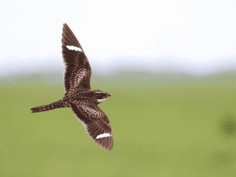 Common Nighthawk in flight