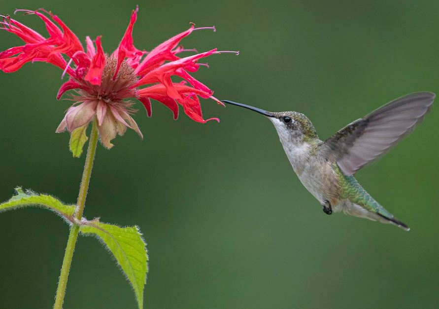 Female Ruby-throated Hummingbird hovering in front of red bee balm flower