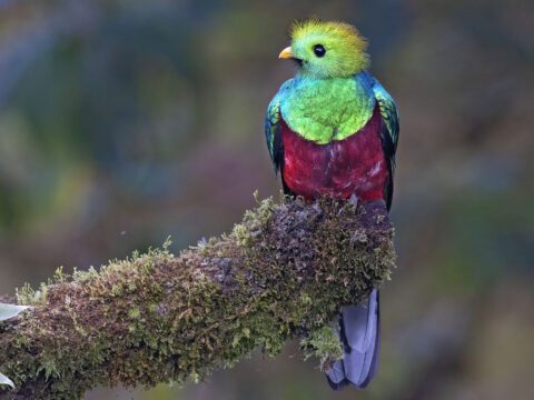 A beautiful iridescent green and marron bird perches on a mossy branch.