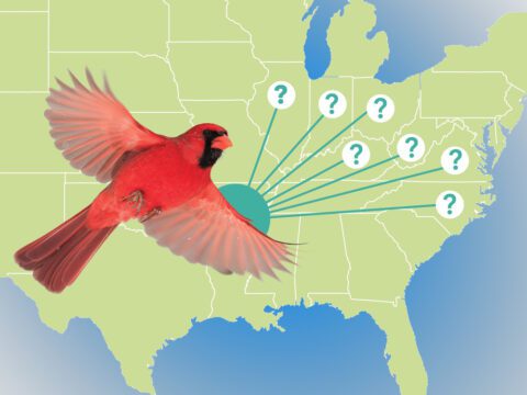 A red bird flies over a green map of the United States.