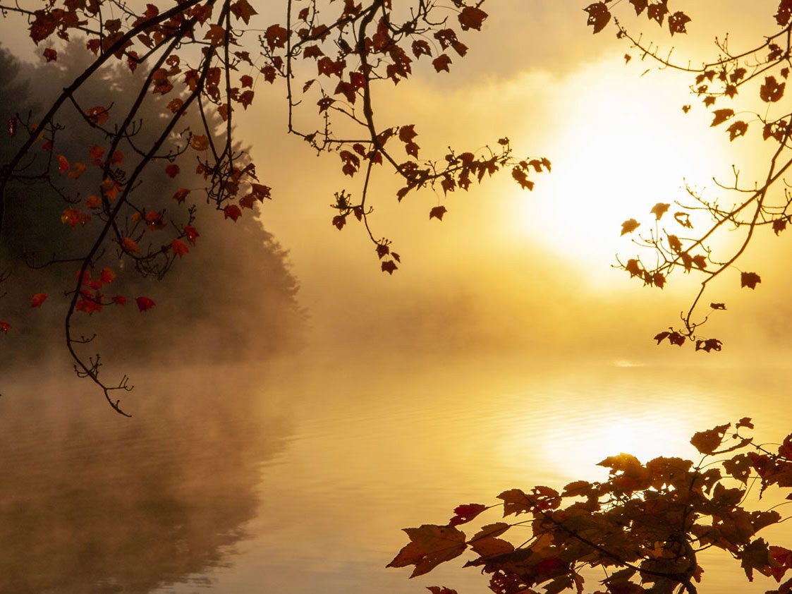 A golden sunrise over a lake with tree branches silhouetted in foreground.