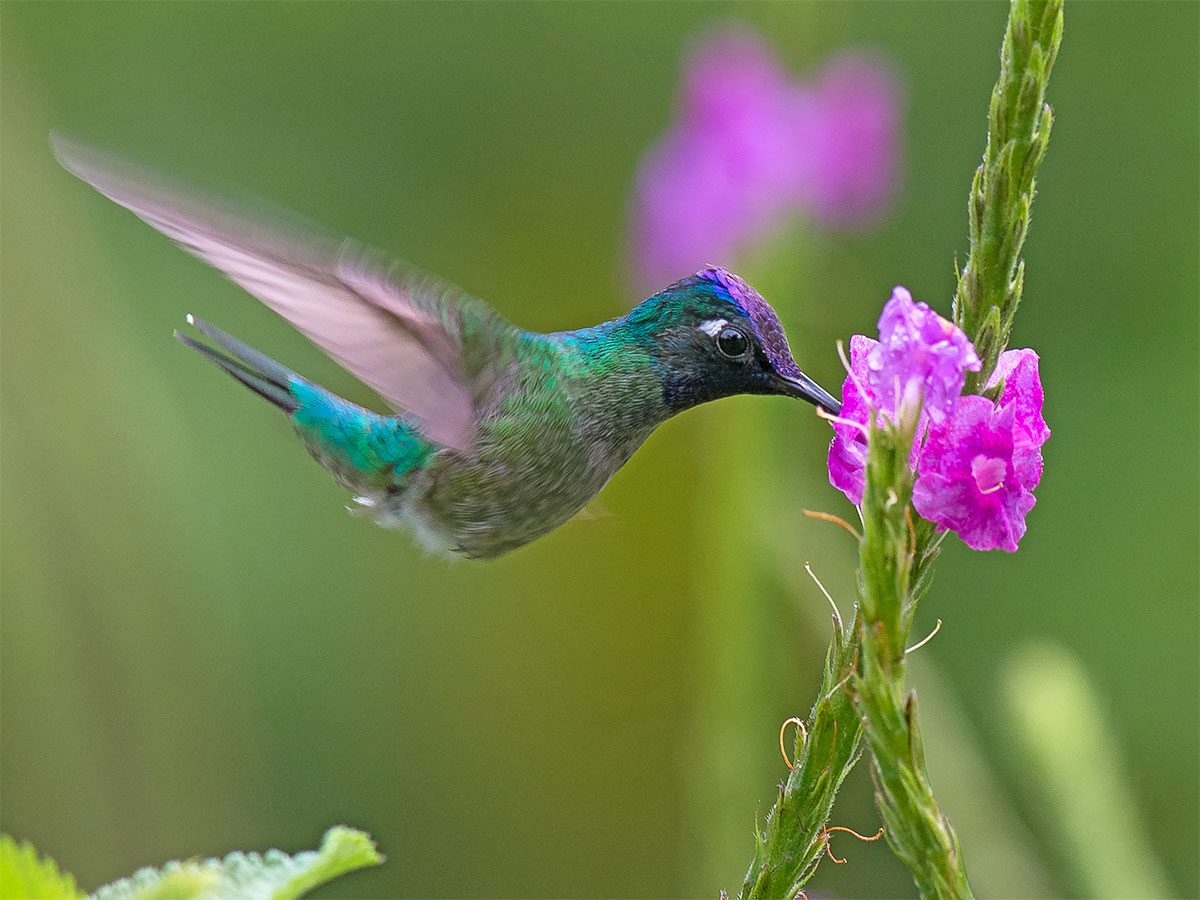 Chairman's Council | Birds, Cornell Lab of Ornithology