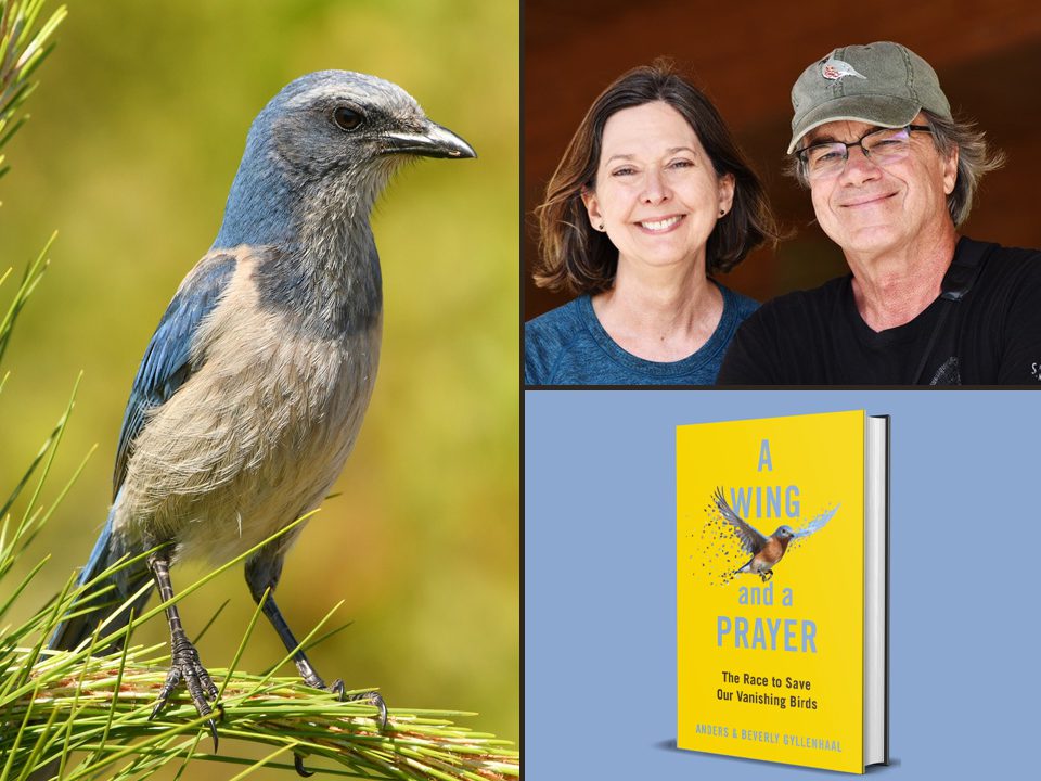 Collage image of Florida Scrub-Jay and photo of authors with book cover.