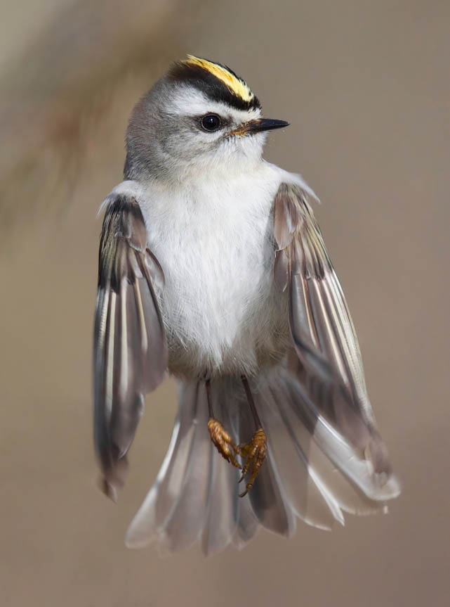 Golden-crowned Kinglet flying vertically