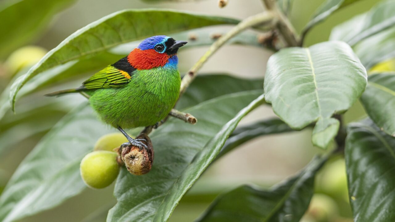 Colorful Red-necked Tanager on Brazilian plant
