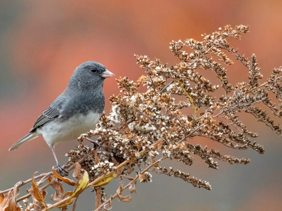 Dark-eyed Junco perched on dried branch.