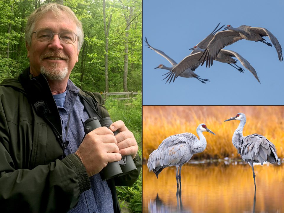 Kevin holding binoculars. Sandhill Cranes in flight and standing in water.