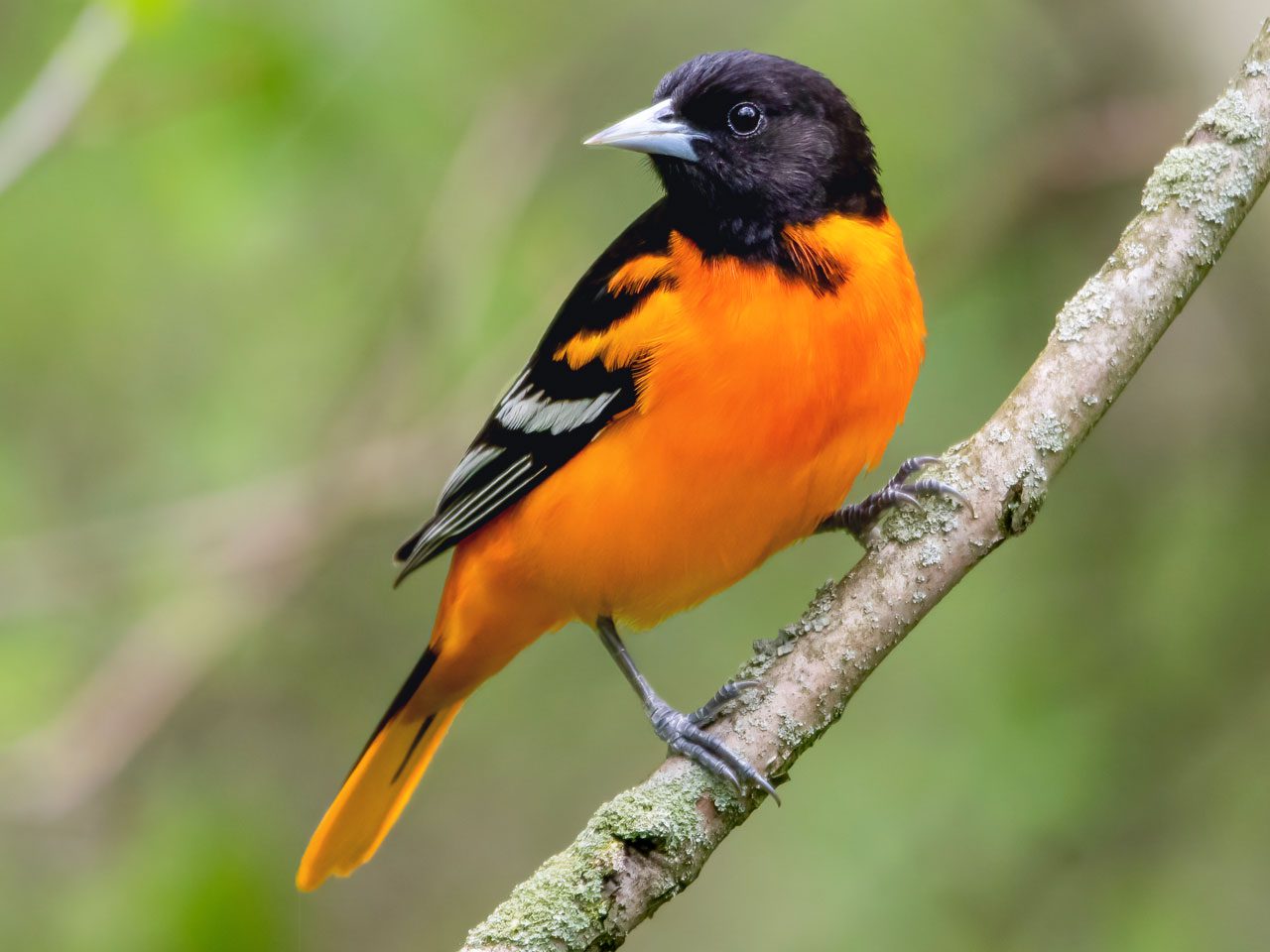orange and black bird perches on a branch