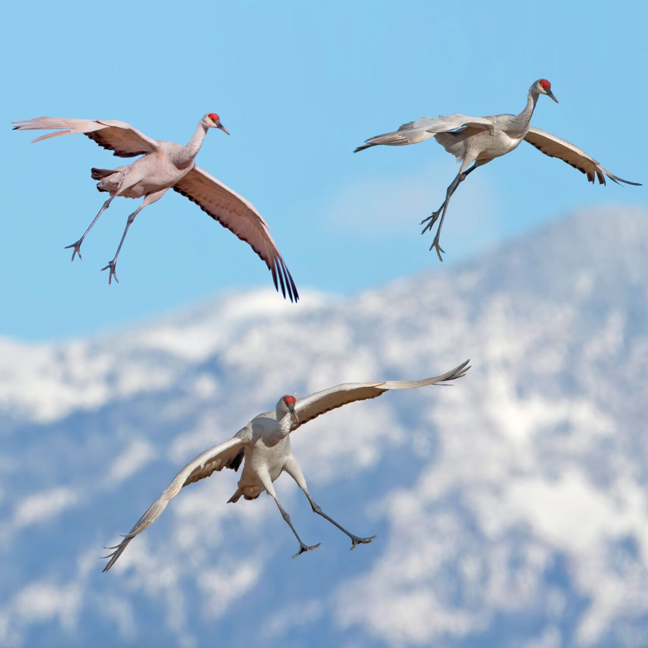 Three large white birds with red head caps seem to walk on air.