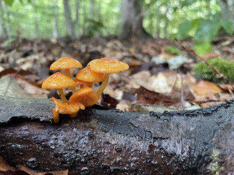 Small orange mushrooms on a log