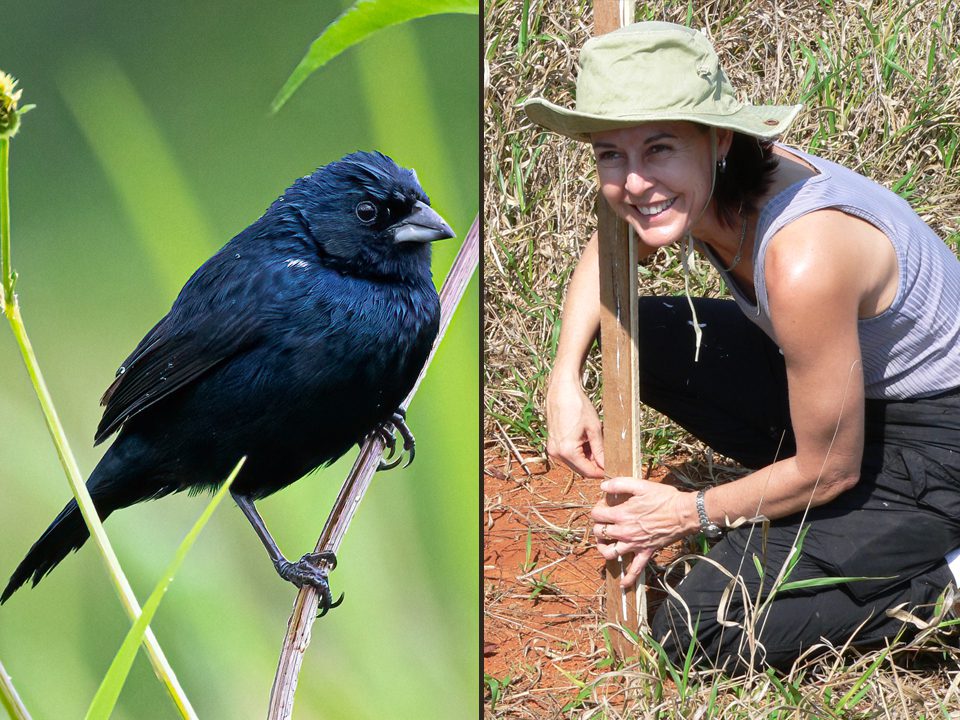 Medium sized black bird perched on twig next to image of woman in a hat