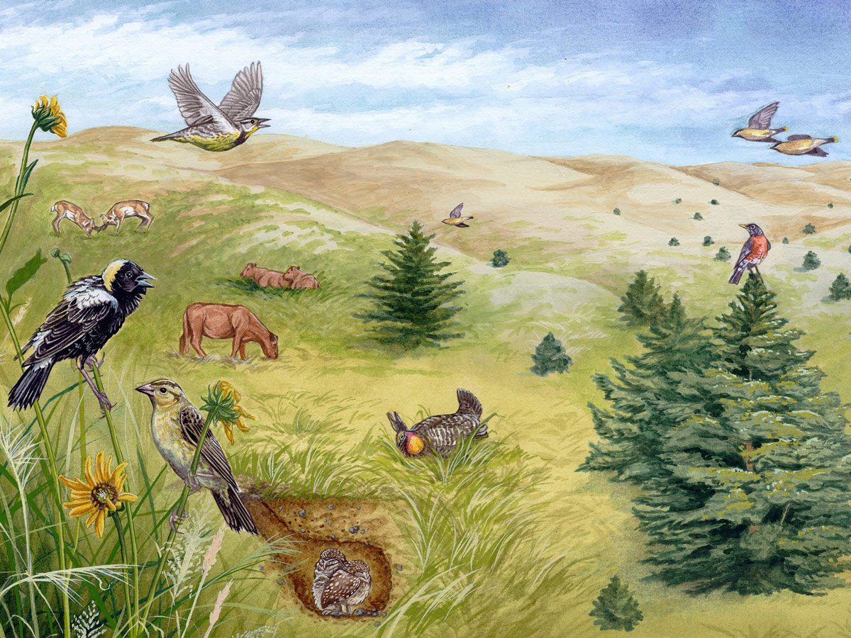 Illustration of cedar moving into grasslands and the corresponding animals