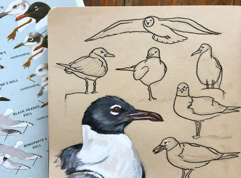 Sketches and painting of gull heads
