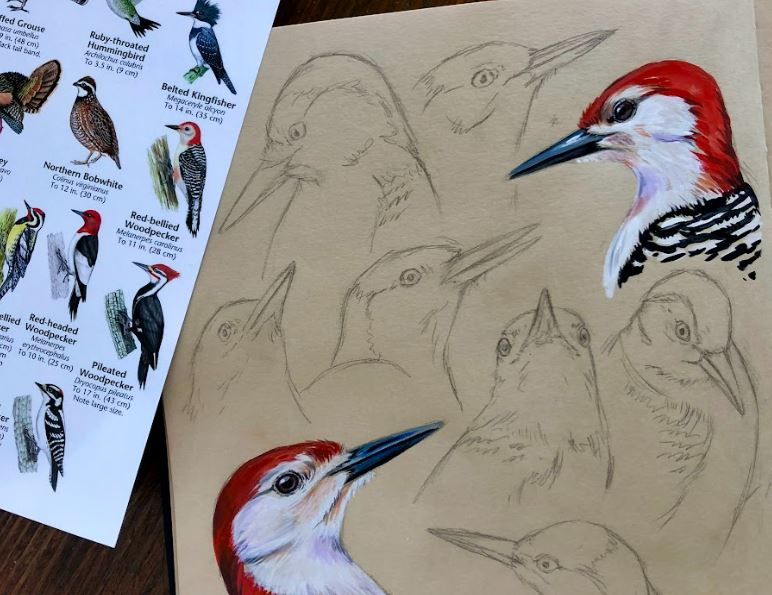 Sketches and painting of woodpecker heads