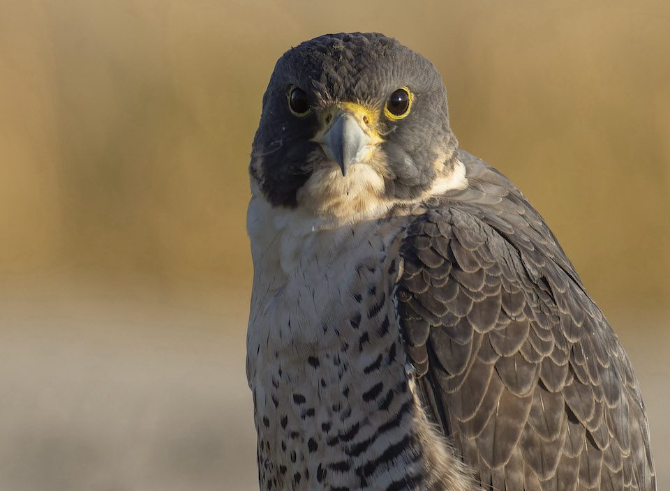 Headshot of Peregrine Falcon looking straight ahead.