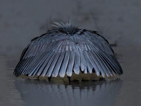 a large black bird stands in the water covering its head and body with its wings