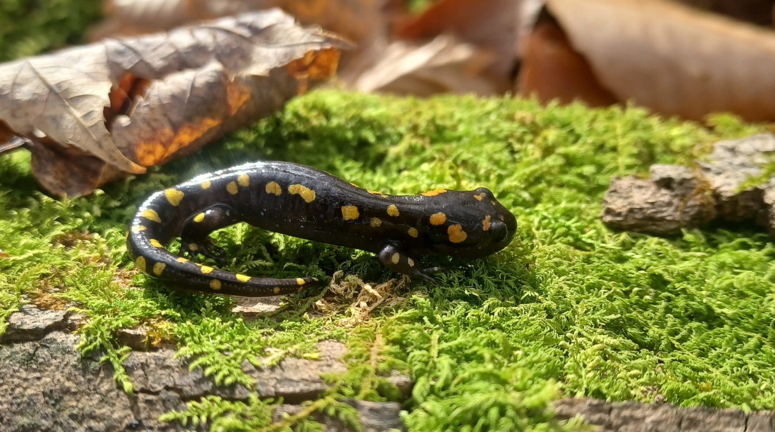 Black and yellow spotted salamander on green moss