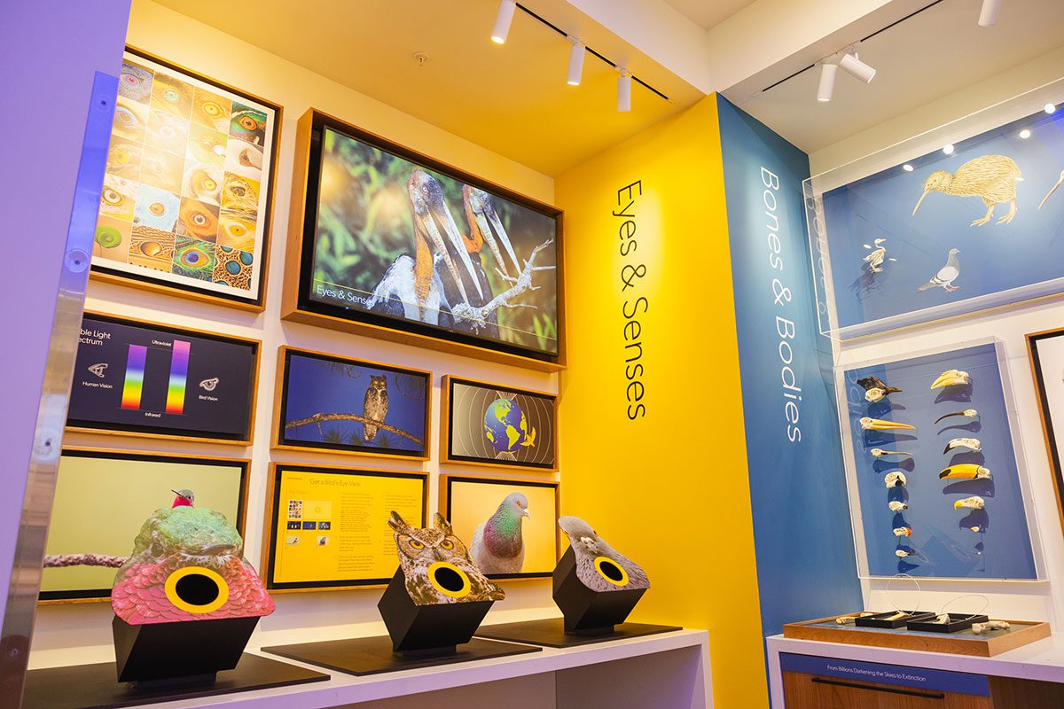 Eyes and Senses interactive