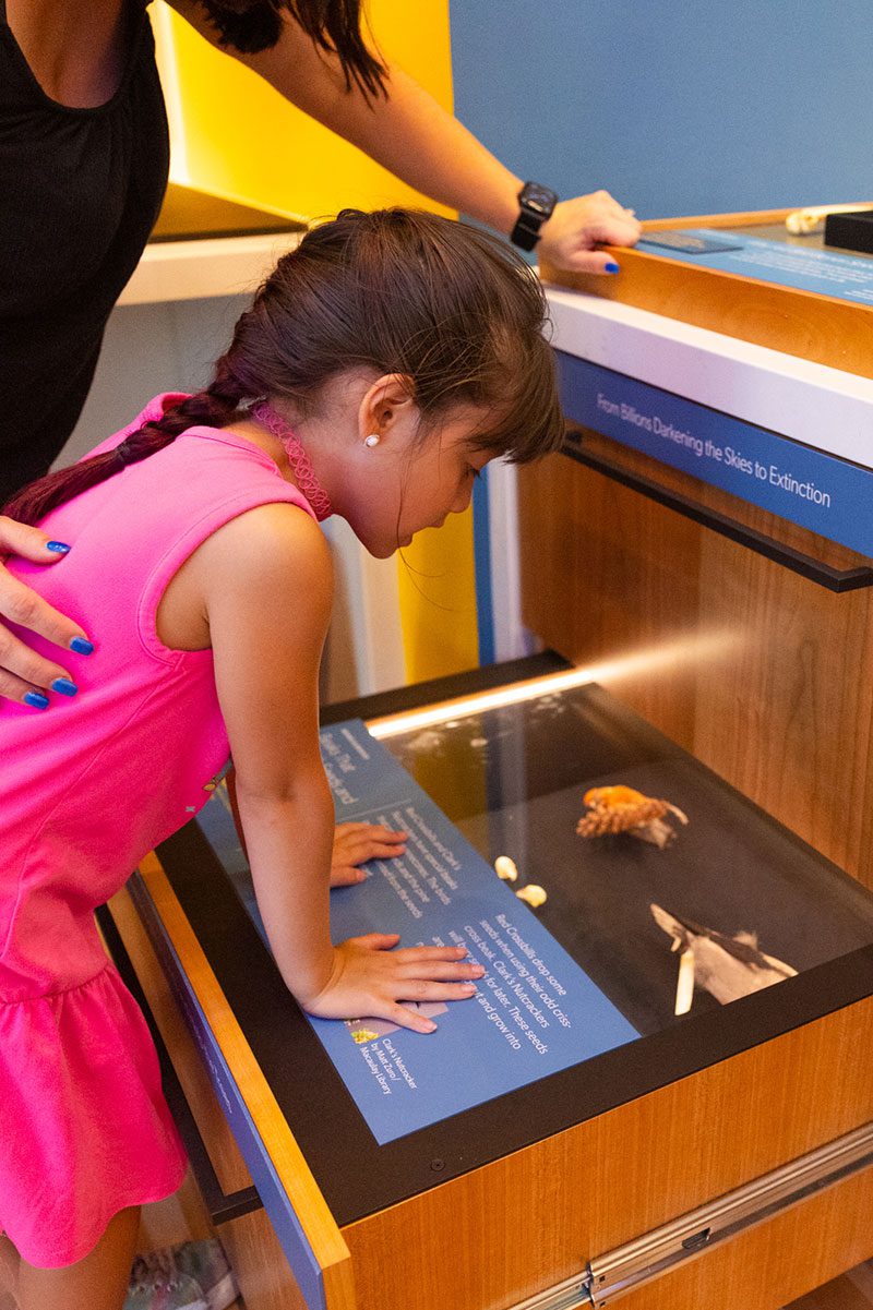 Girl looks down at an exhibit that is inside of a drawer