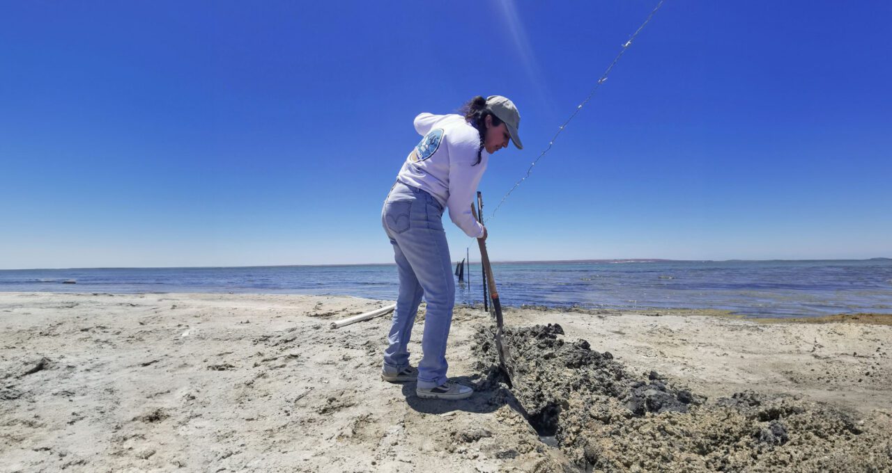 A woman digs in the sand with calm ocean behind her.