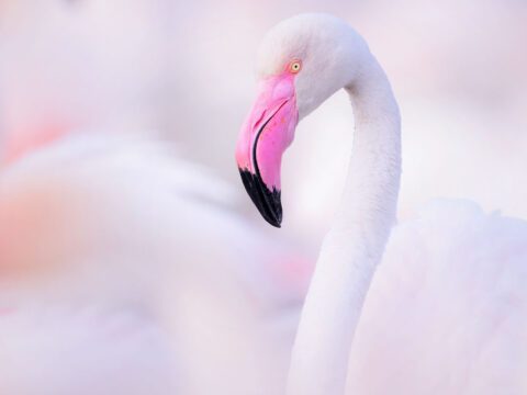 Close up of a pale pink bird with a long neck and large hooked, pink bill with a black tip, surrounded of a background of pink.