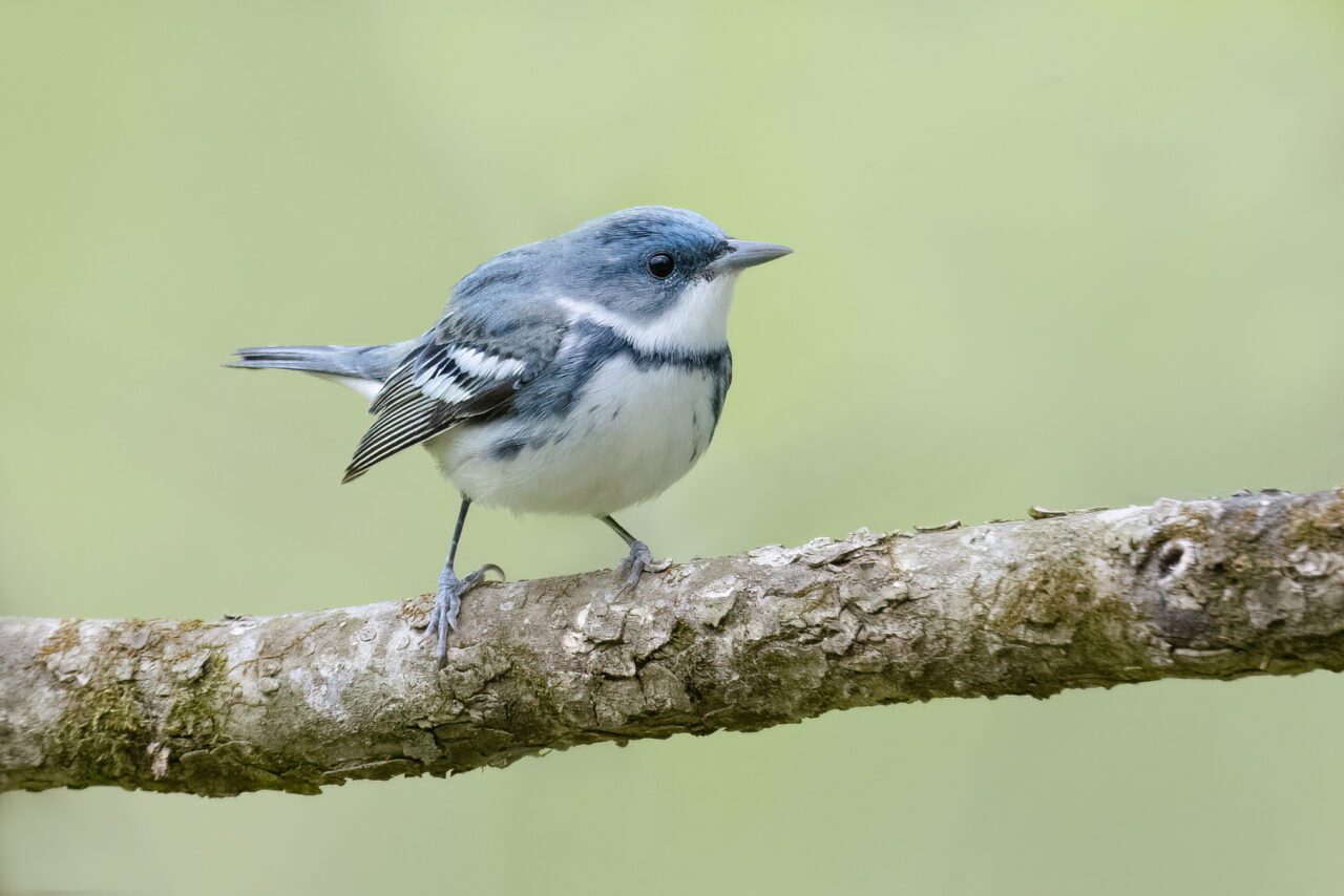 Cerulean Warbler perched on a branch
