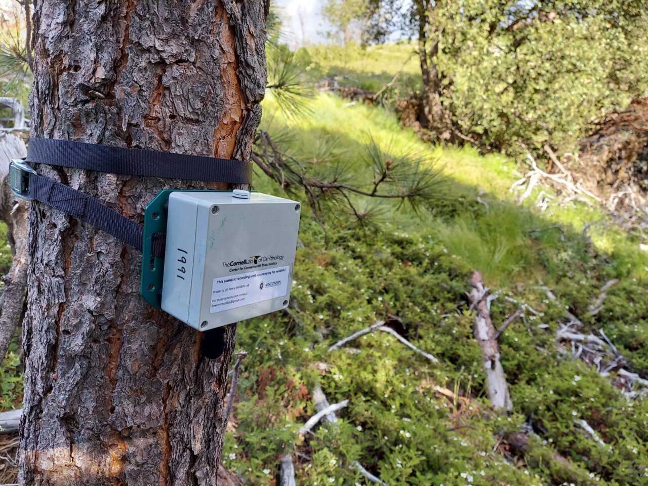 SwiftOne recording unit attached to a tree