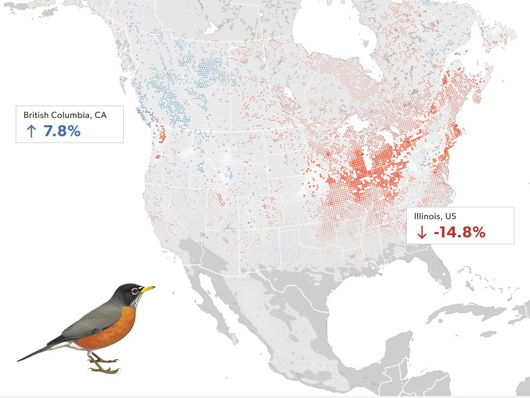 Map of North America showing population increase in blue and decreases in red for American Robin