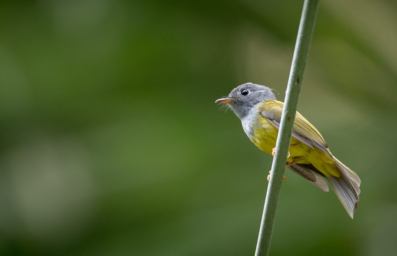 Yellow bird with a gray head perched on a branch