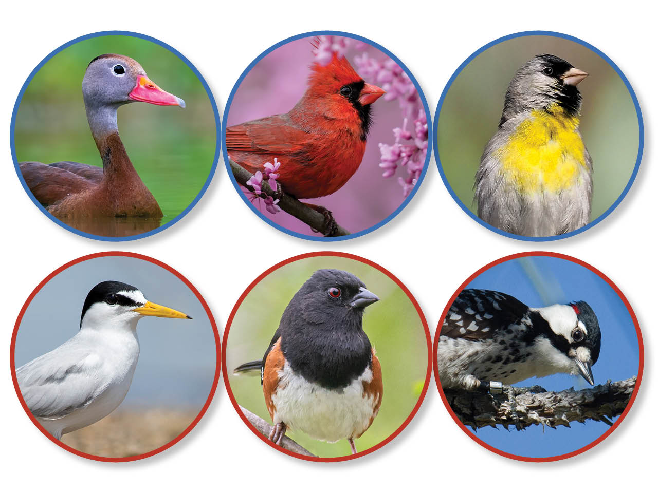 montage of 6 red circles, each displaying a different kind of bird - duck, cardinal, goldfinch, tern, towhee, woodpecker