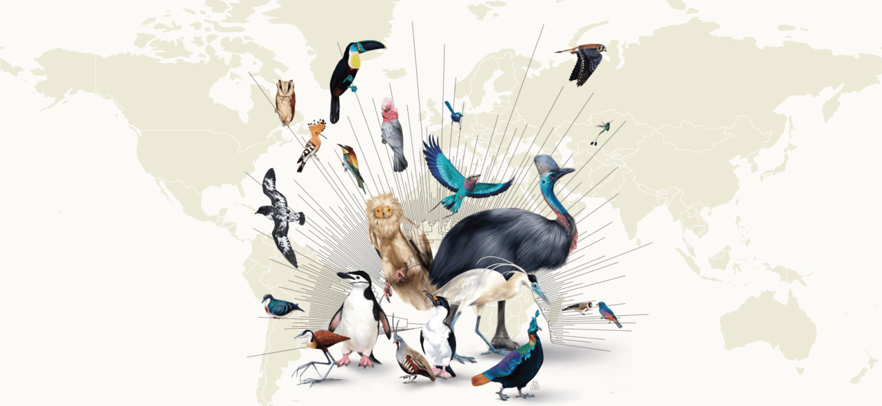 Group of birds depicting the avian tree of life